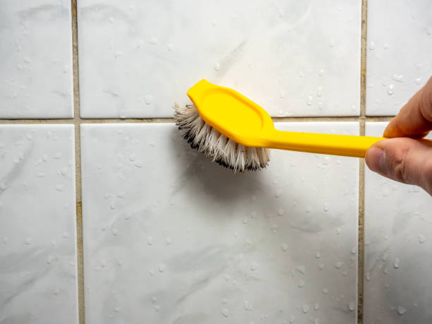 Mold Testing and Removal in Bay Pines, FL
