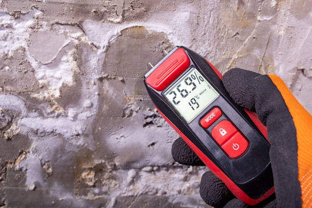 Best Mold Damage Repair  in Bay Pines, FL