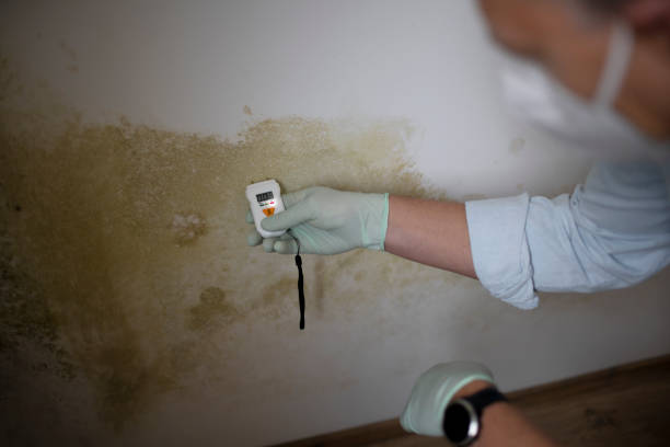 Professional Mold Removal in Bay Pines, FL
