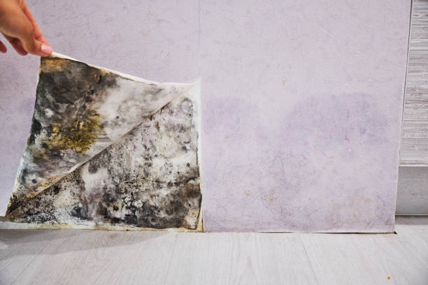 Best Commercial Mold Removal  in Bay Pines, FL